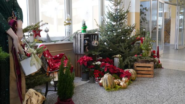 SU, choinki z Nadleśnictwa Dobrzejewice