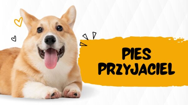 Pies - przyjaciel czy wróg