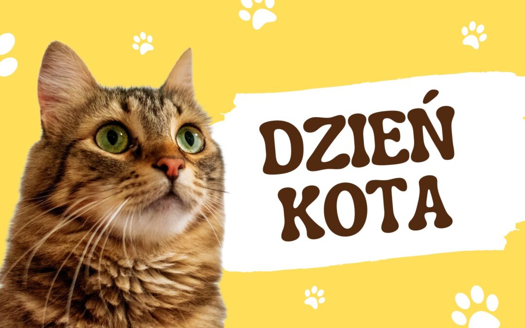 Dzień Kota
