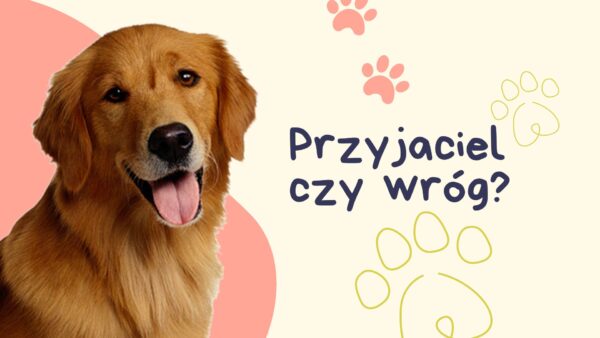 Pies - przyjaciel czy wróg