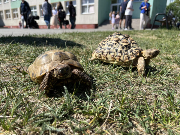 Śniadanie na trawie